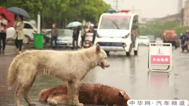 遛狗没栓绳子狗被车撞了，该怎么定责和赔偿？